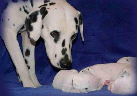 Papa LACRIMA CHRISTI Cro A Porter begutachtet stolz seinen Nachwuchs!!!