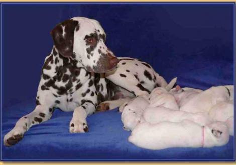 Halbbruder Christi ORMOND Coppola ist ganz fasziniert von der Bande!!!