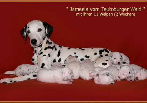 Bilder von unserem P-Wurf