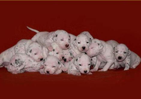 ...alle 11 auf einen Streich! P-Wurf vom Teutoburger Wald