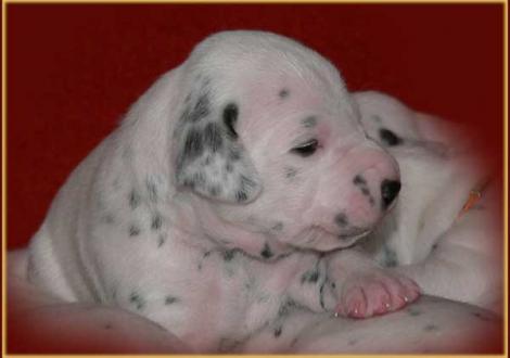 Unsere 2 kernigen weiß/schwarzen Rüden - Perfect Project vom Teutoburger Wald