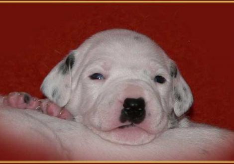 Pharuk vom Teutoburger Wald