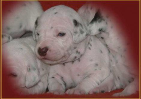 Unsere 2 knackigen weiß/braunen Mädels - Paris vom Teutoburger Wald