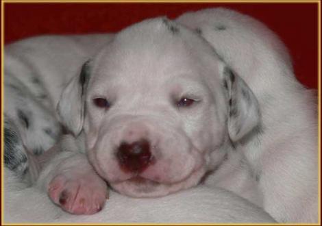 Palousa vom Teutoburger Wald