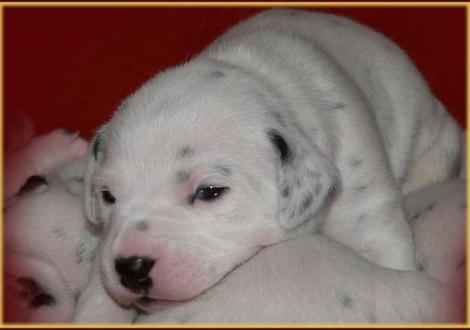 Unsere 7 hübschen weiß/schwarzen Damen - Perfect Harmonie vom Teutoburger Wald