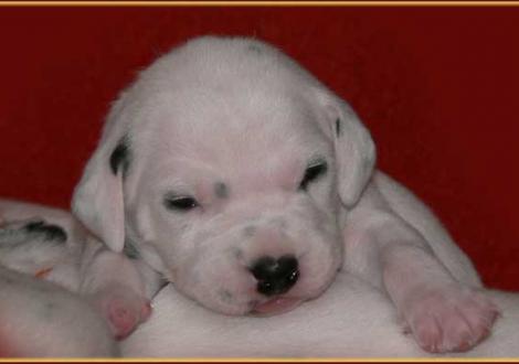 Philadelphia vom Teutoburger Wald