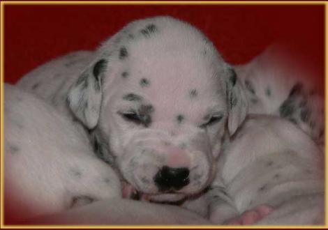 Phantasie vom Teutoburger Wald