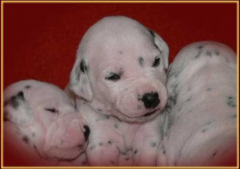 Pleasant Hope vom Teutoburger Wald