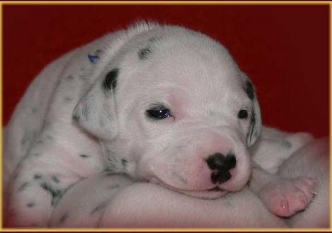 Palimé vom Teutoburger Wald