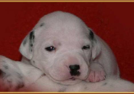 Petit Fleur vom Teutoburger Wald