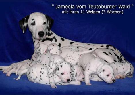 Bilder von unserem P-Wurf