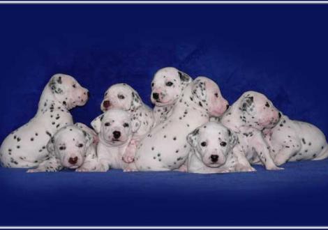 ... die ganze Mannschaft! P-Wurf vom Teutoburger Wald (3. Woche)