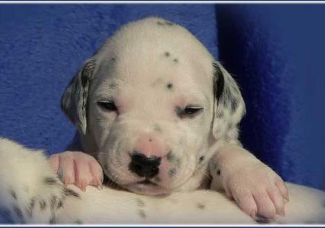 Unsere 2 kernigen weiß/schwarzen Rüden - Perfect Project vom Teutoburger Wald