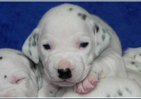 Pharuk vom Teutoburger Wald