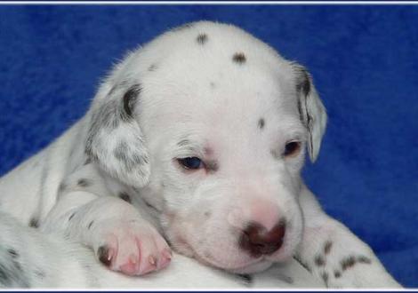 Unsere 2 knackigen weiß/braunen Mädels - Paris vom Teutoburger Wald