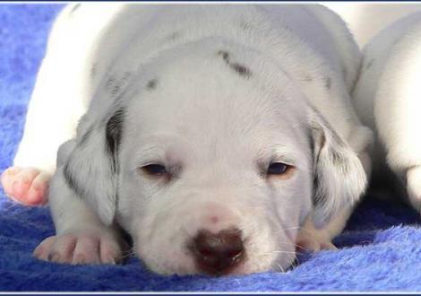 Palousa vom Teutoburger Wald