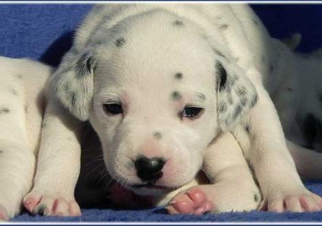 Unsere 7 hübschen weiß/schwarzen Damen - Perfect Harmonie vom Teutoburger Wald