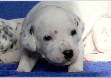 Philadelphia vom Teutoburger Wald