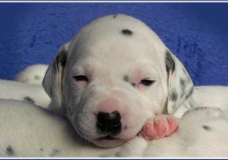 Phjarna vom Teutoburger Wald