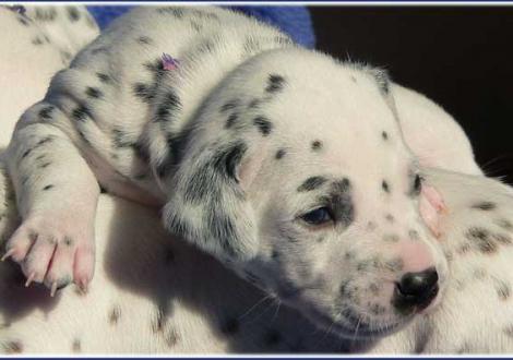 Phantasie vom Teutoburger Wald
