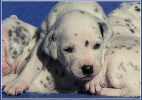 Pleasant Hope vom Teutoburger Wald