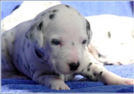 Palimé vom Teutoburger Wald