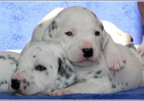 Impressionen... - Die beiden Jungs: Perfect Project und Pharuk vom Teutoburger Wald