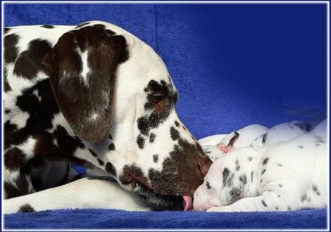 Halbbruder Christi ORMOND Coppola verteilt Bussys