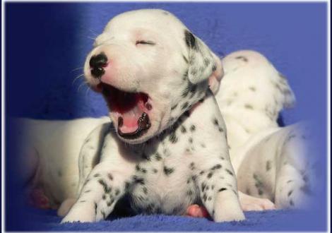 Palimé vom Teutoburger Wald