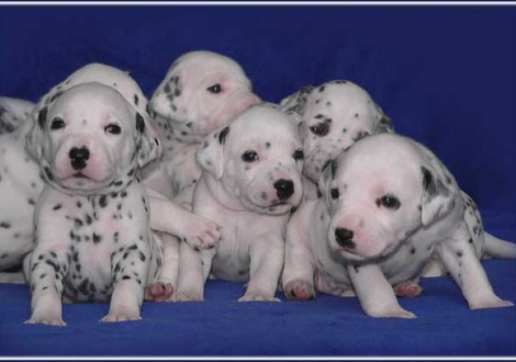 Palimé, Pharuk, Philadelphia, Petit Fleur vom Teutoburger Wald