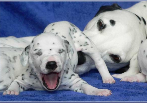 Jameela mit Phantasie vom Teutoburger Wald