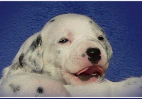 Perfect Harmonie vom Teutoburger Wald