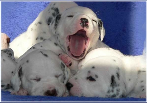 Palousa, Petit Fleur, Perfect Harmonie vom Teutoburger Wald