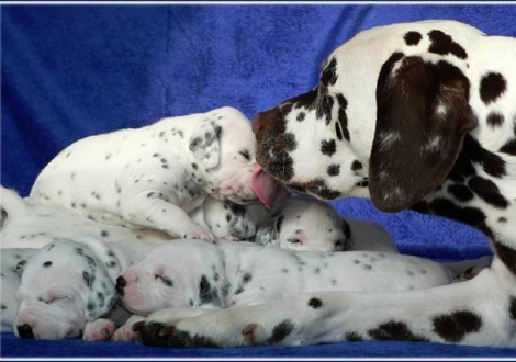 fürsorglicher Halbbruder Christi ORMOND Coppola