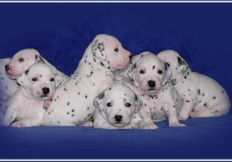 Palousa, Philadelphia, Pharuk, Perfect Harmonie, Pleasant Hope, Petit Fleur