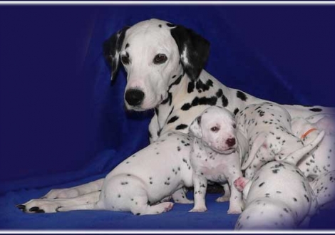 Mama Jameela mit Palousa vom Teutoburger Wald