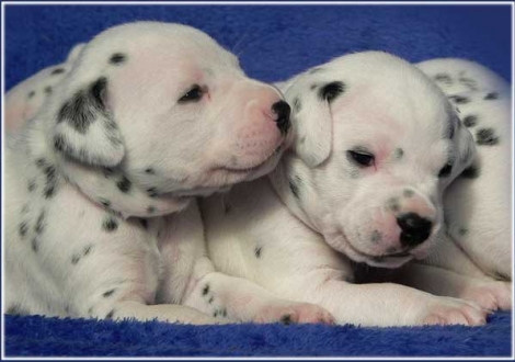 Petit Fleur und Philadelphia vom Teutoburger Wald