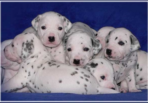 Palousa, Pharuk, Perfect Project, Perfect Harmonie, Pleasant Hope