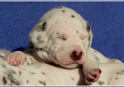 Paris vom Teutoburger Wald