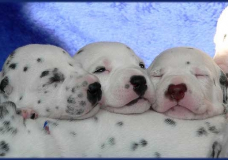 Phantasie, Perfect Harmonie, Paris vom Teutoburger Wald