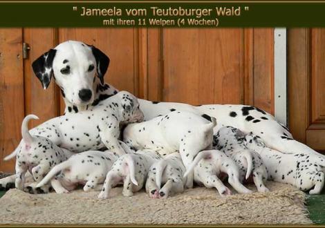 Bilder von unserem P-Wurf