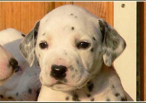 Unsere 2 kernigen weiß/schwarzen Rüden - Perfect Project vom Teutoburger Wald