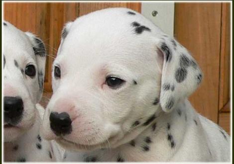 Pharuk vom Teutoburger Wald