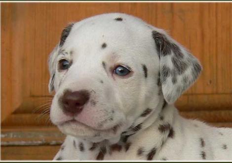 Unsere 2 knackigen weiß/braunen Mädels - Paris vom Teutoburger Wald