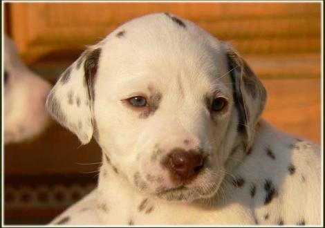 Palousa vom Teutoburger Wald