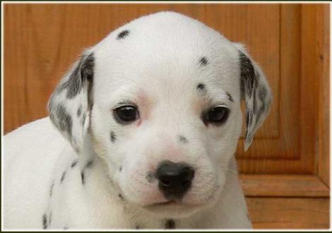 Unsere 7 hübschen weiß/schwarzen Damen - Perfect Harmonie vom Teutoburger Wald