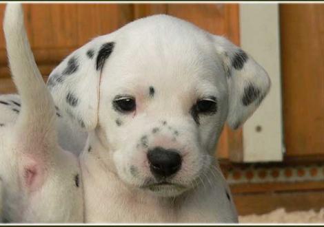 Philadelphia vom Teutoburger Wald 