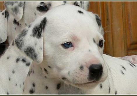 Phjarna vom Teutoburger Wald