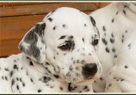 Phantasie vom Teutoburger Wald