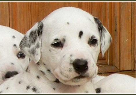 Pleasant Hope vom Teutoburger Wald